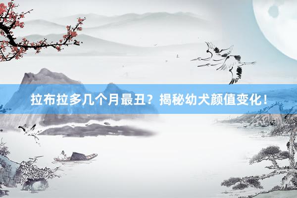 拉布拉多几个月最丑？揭秘幼犬颜值变化！